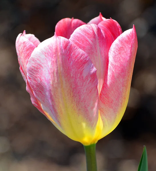 Tulpen Sind Eine Mehrjährige Zwiebelpflanze Mit Auffälligen Blüten Der Gattung — Stockfoto