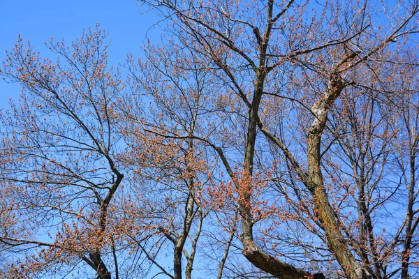 Bomen Vanaf Bodem Het Voorjaarsseizoen Quebec Canada — Stockfoto