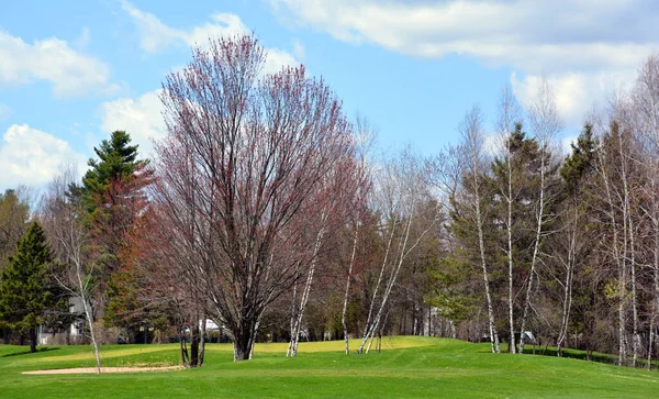 Árboles Temporada Primavera Quebec Canadá —  Fotos de Stock