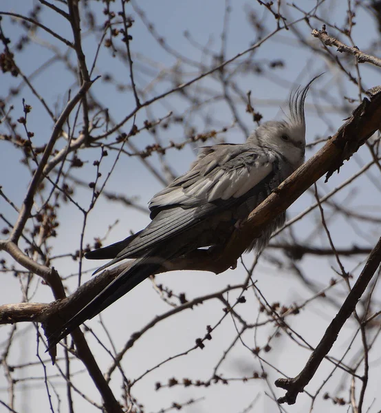 Kakatua Nymphicus Hollandicus Juga Dikenal Sebagai Burung Weiro Atau Quarrion — Stok Foto