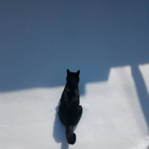 Schwarze Katze auf weißem Schnee im Winter. Foto für Ihr Design — Stockfoto