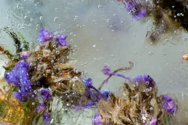 Fleurs Congelées Fleurs Dans Glace Concentrez Vous Gros Plan — Photo