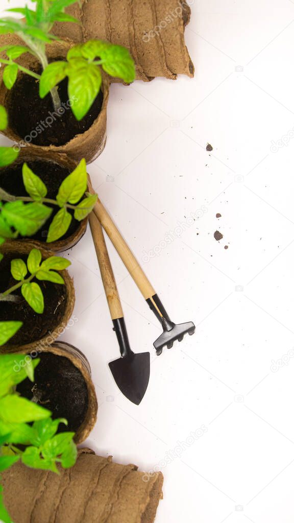 Tomato seedlings, peat pots and garden tools. Spring planting. Home garden with empty peat pots and tools on a white background.