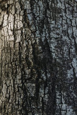 Soyut ahşap kabuk dokusu