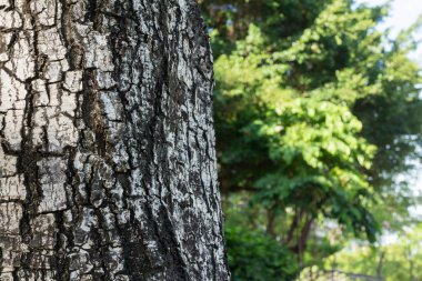 Ağaç kabuğu dokusu