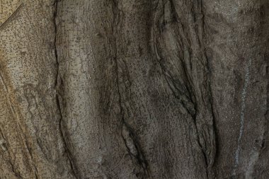 boğumlu Ağaç kökleri 