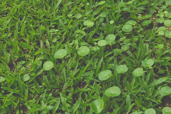 Green grass in the garden(vintage) — Stock Photo, Image