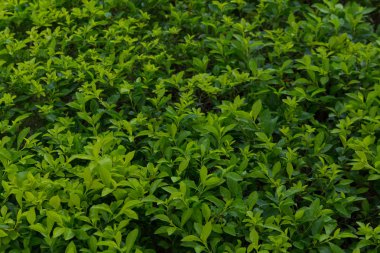 yaprak arka bahçede