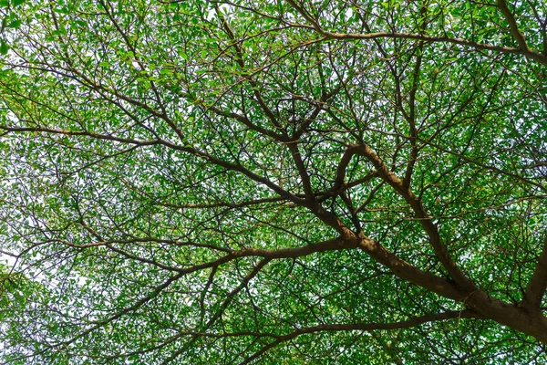 Muchas ramas de hojas —  Fotos de Stock
