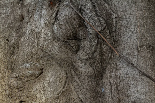 Колючие корни деревьев — стоковое фото