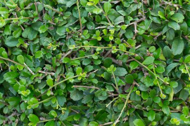 Bahçedeki yeşil çimenler