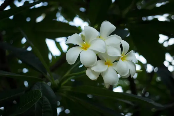 Белые цветы Plumeria — стоковое фото