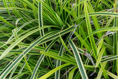 Orman tropik bitkiler içinde