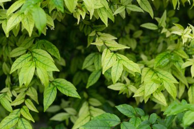  yaprak yeşil arka plan