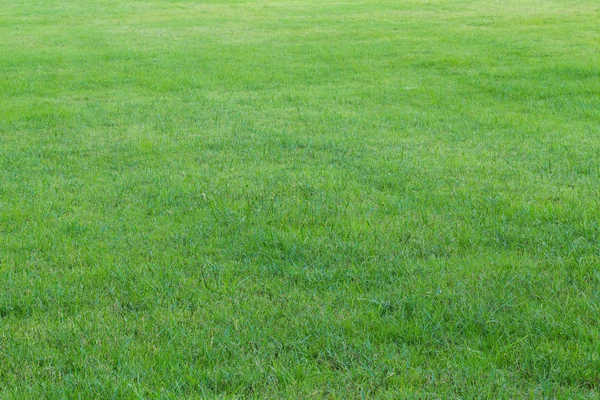 Zelená tráva na zahradě (rozostřený) — Stock fotografie