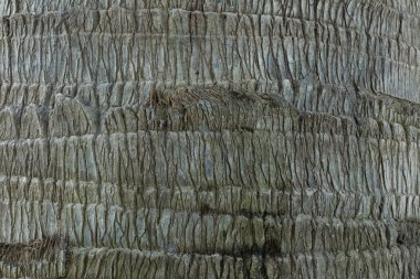 soyut ağaç kabuğu