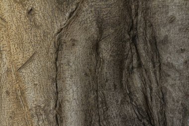 boğumlu Ağaç kökleri 