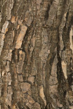 soyut ağaç kabuğu