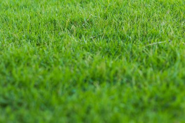 yeşil çim Bahçe (yumuşak odak)