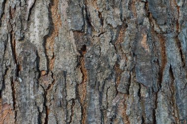 Soyut ahşap kabuk dokusu