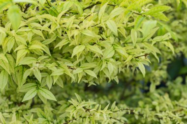  yaprak yeşil arka plan