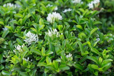 Bahçedeki beyaz çiçek