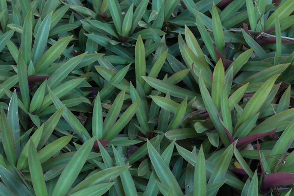 Grama verde no jardim (foco suave ) — Fotografia de Stock