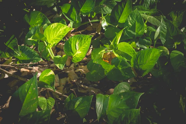 Dentro de la selva Plantas tropicales —  Fotos de Stock