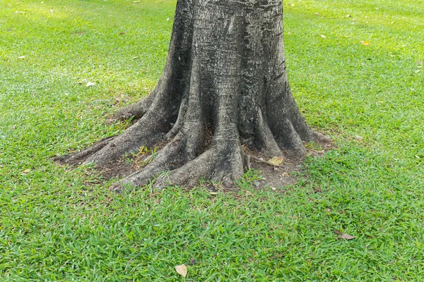 Gnarled tree roots — Stock Photo, Image