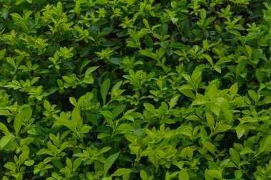 yaprak arka bahçede