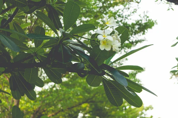 Fleurs blanches de Plumeria — Photo