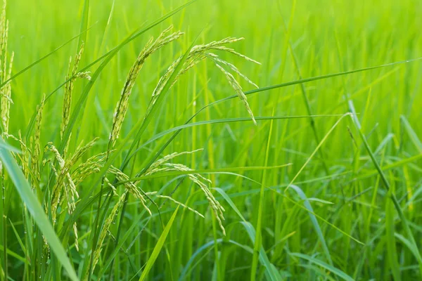 Riso verde nel campo agricolo coltivato — Foto Stock