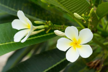 Beyaz plumeria çiçekler