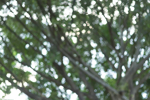Bokeh natural del árbol de hojas —  Fotos de Stock