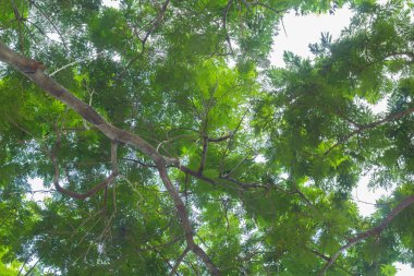 derin yağmur ormanları