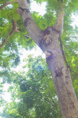 derin yağmur ormanları