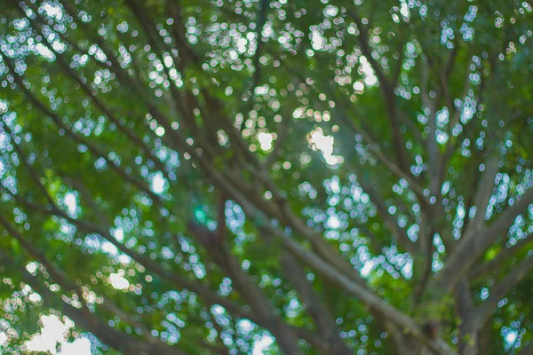 Bokeh natural del árbol de hojas — Foto de Stock