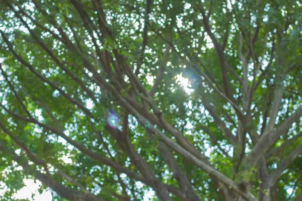 葉樹から自然なボケ味 — ストック写真
