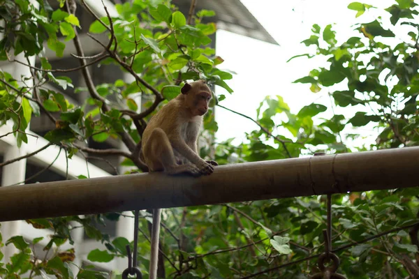 Imagen de retrato de mono (macaco ) — Foto de Stock