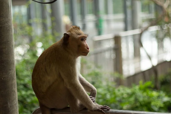 Imagen de retrato de mono (macaco ) — Foto de Stock