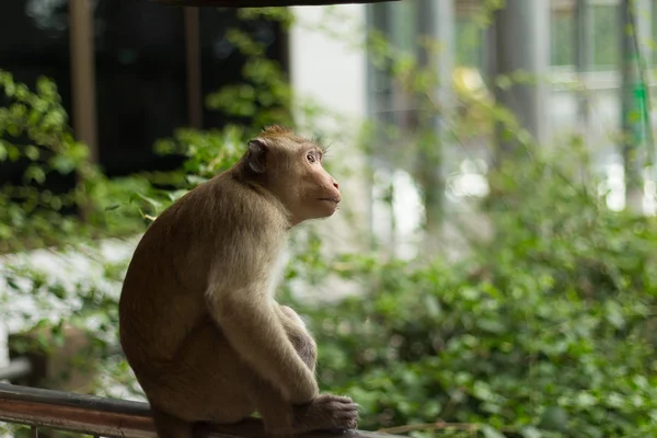 Imagen de retrato de mono (macaco ) — Foto de Stock