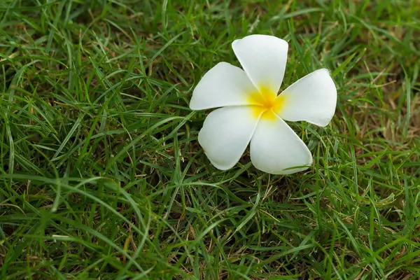 Sweet scent from white Plumeria flowers Royalty Free Stock Images