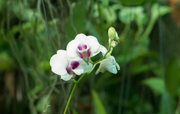 Close-up van roze orchideeën phalaenopsis — Stockfoto