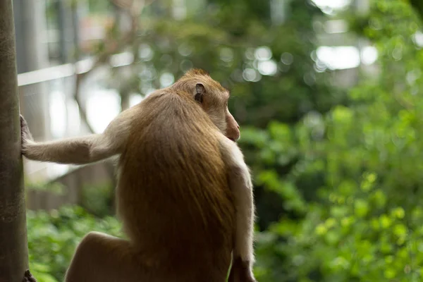 Imagen de retrato de mono (macaco ) — Foto de Stock