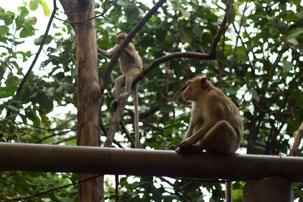 Portrait image of monkey (macaque) — Stock Photo, Image