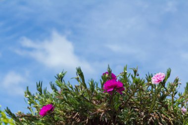  Mavi gökyüzüne karşı küçük çiçekler