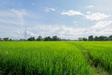 Yeşil pirinç alan mavi gökyüzü ile görüntü 