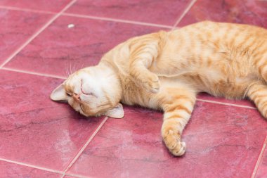 Sarı kedi rahatlatıcı süre