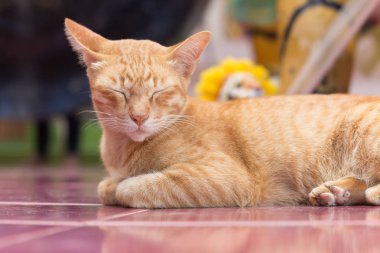 Sarı kedi rahatlatıcı süre
