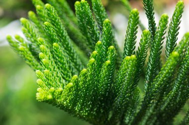  Norfolk Island Pine Tree (soft focus) clipart
